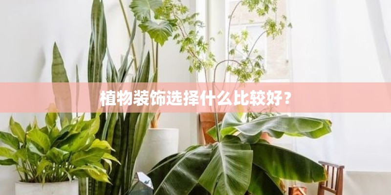 植物装饰选择什么比较好？
