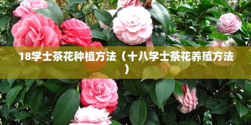 18学士茶花种植方法（十八学士茶花养殖方法）