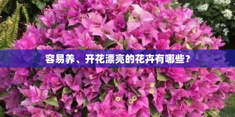 容易养、开花漂亮的花卉有哪些？