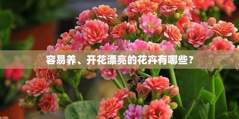 容易养、开花漂亮的花卉有哪些？