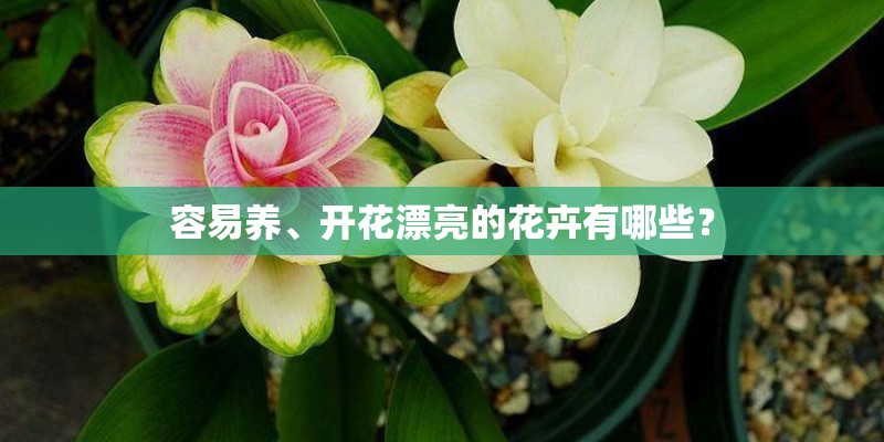 容易养、开花漂亮的花卉有哪些？