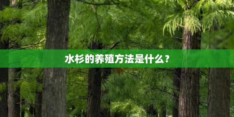 水杉的养殖方法是什么？