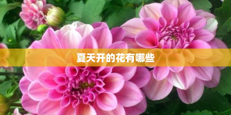 夏天开的花有哪些