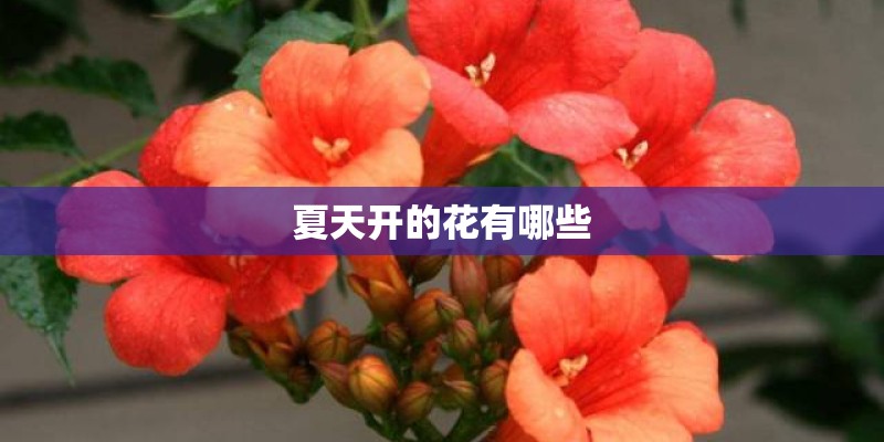 夏天开的花有哪些