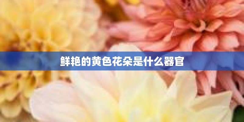 鲜艳的黄色花朵是什么器官