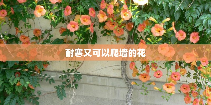 耐寒又可以爬墙的花