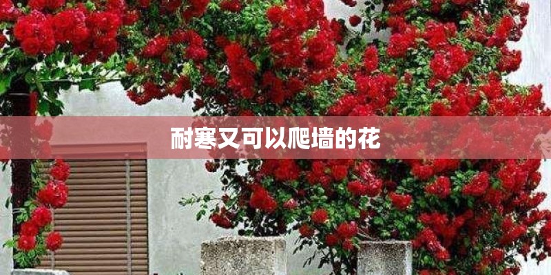 耐寒又可以爬墙的花 耐寒又可以爬墙的花