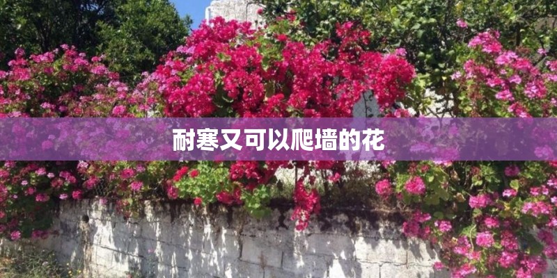 耐寒又可以爬墙的花 耐寒又可以爬墙的花