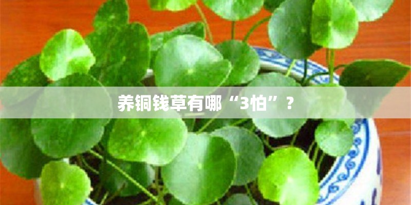 养铜钱草有哪“3怕”？