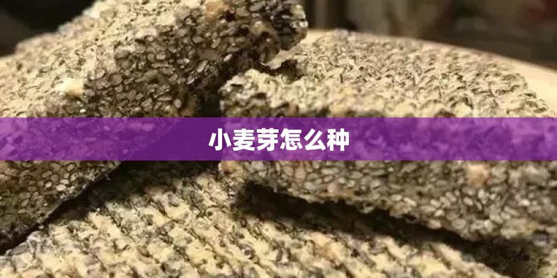小麦芽怎么种