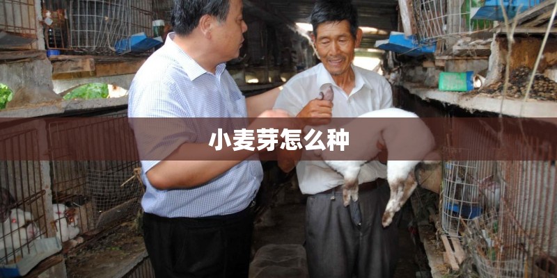 小麦芽怎么种