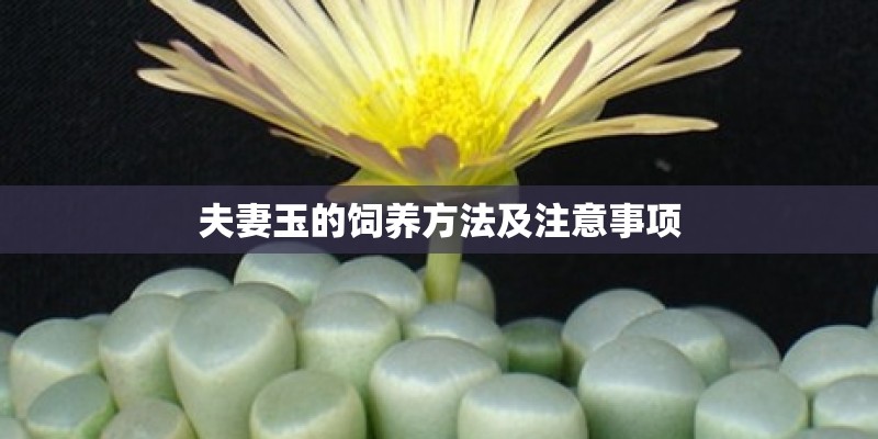 夫妻玉的饲养方法及注意事项