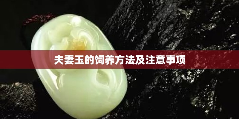 夫妻玉的饲养方法及注意事项