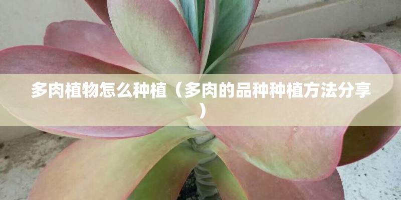 多肉植物怎么种植（多肉的品种种植方法分享）