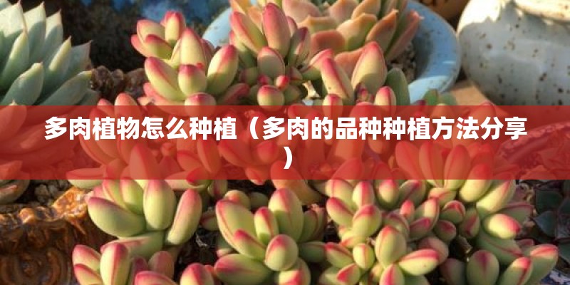 多肉植物怎么种植（多肉的品种种植方法分享）