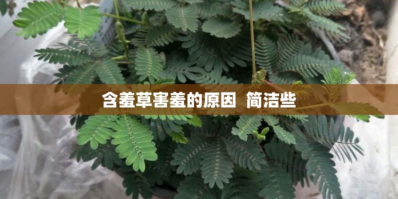 含羞草害羞的原因  简洁些