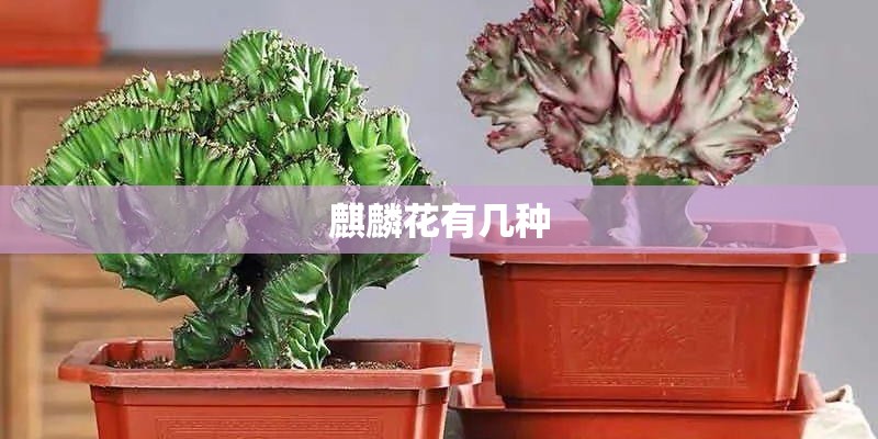 麒麟花有几种 麒麟花有几种