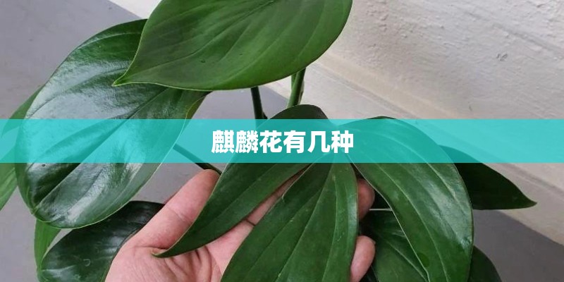 麒麟花有几种 麒麟花有几种