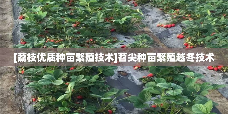 [荔枝优质种苗繁殖技术]苕尖种苗繁殖越冬技术