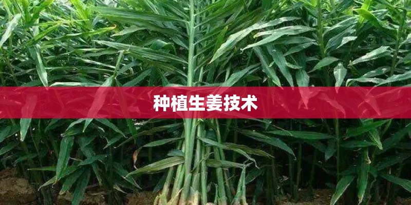 种植生姜技术 种植生姜技术