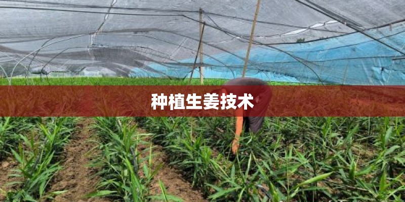 种植生姜技术