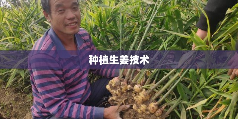 种植生姜技术 种植生姜技术