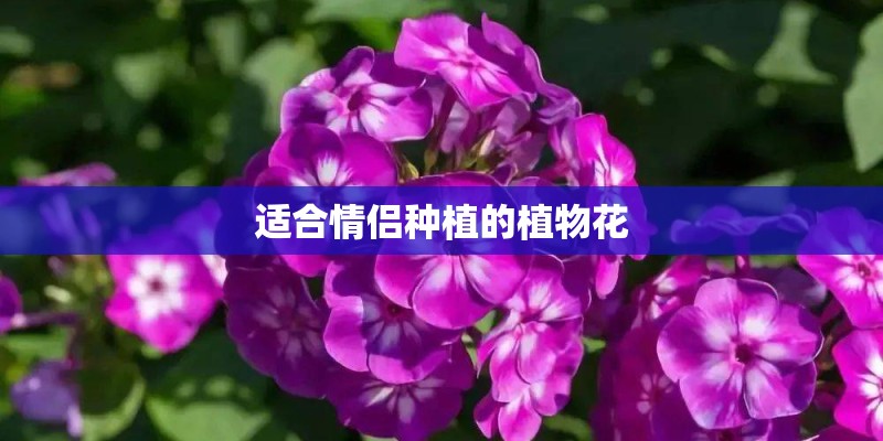 怎么看vivox5m是不是全网通手机? 怎么看vivox5m是不是全网通手机?