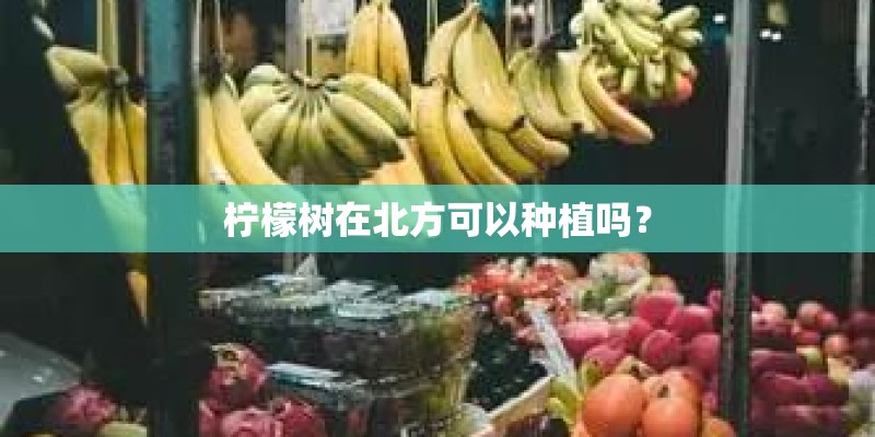 柠檬树在北方可以种植吗？