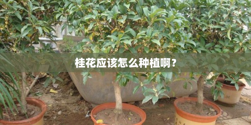 桂花应该怎么种植啊？