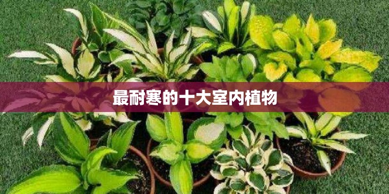 最耐寒的十大室内植物