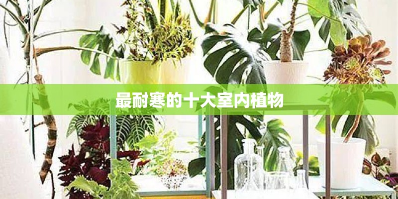 最耐寒的十大室内植物