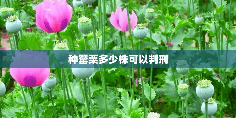 种罂粟多少株可以判刑