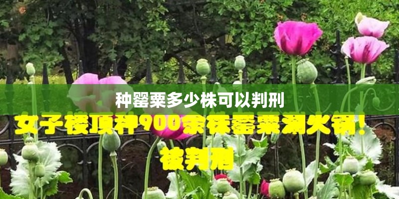 种罂粟多少株可以判刑