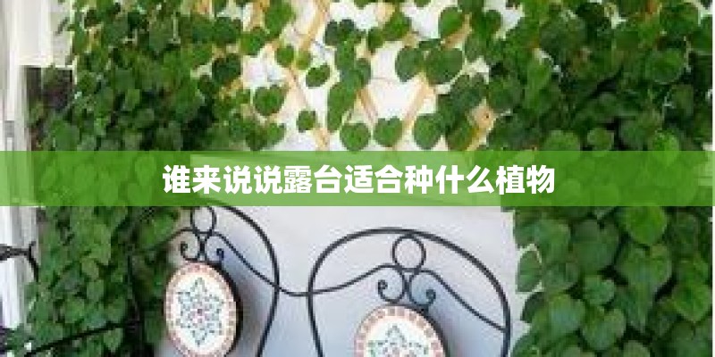谁来说说露台适合种什么植物