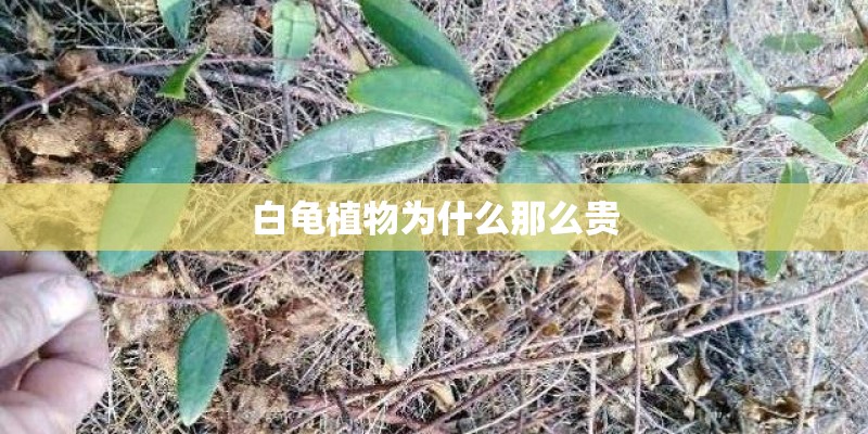 白龟植物为什么那么贵