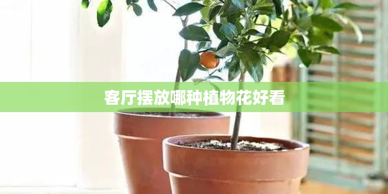 客厅摆放哪种植物花好看 客厅摆放哪种植物花好看