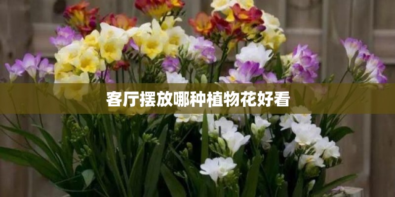客厅摆放哪种植物花好看