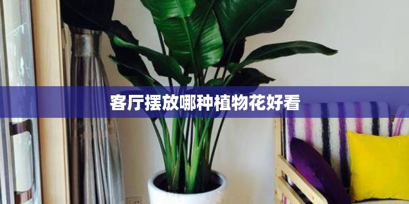 客厅摆放哪种植物花好看 客厅摆放哪种植物花好看
