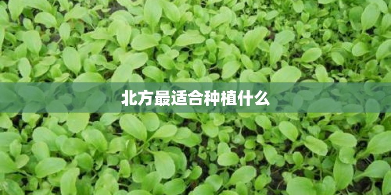 北方最适合种植什么 北方最适合种植什么