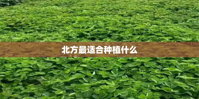 北方最适合种植什么 北方最适合种植什么