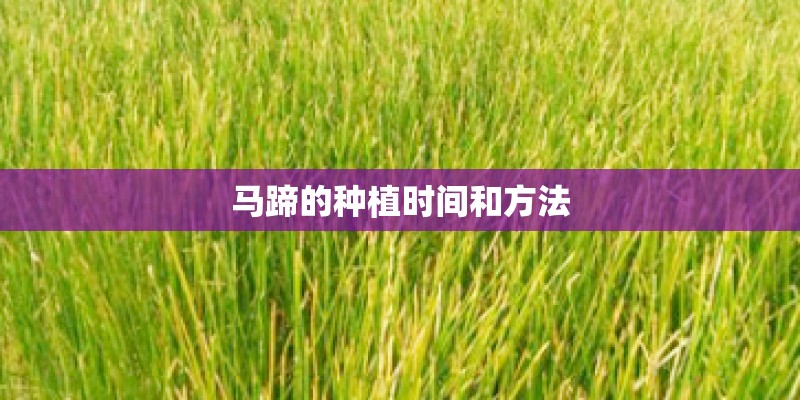 马蹄的种植时间和方法