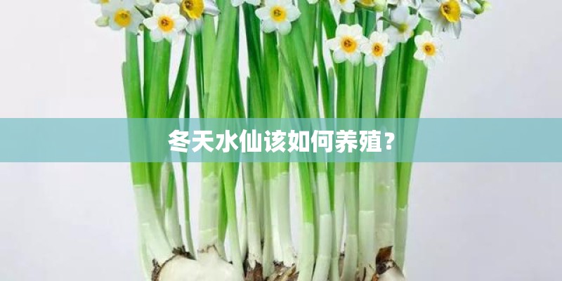冬天水仙该如何养殖？