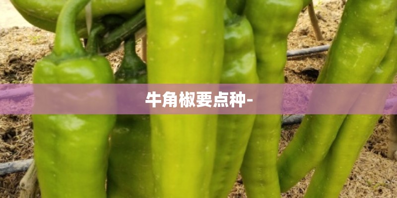 牛角椒要点种-