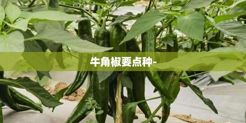 牛角椒要点种-