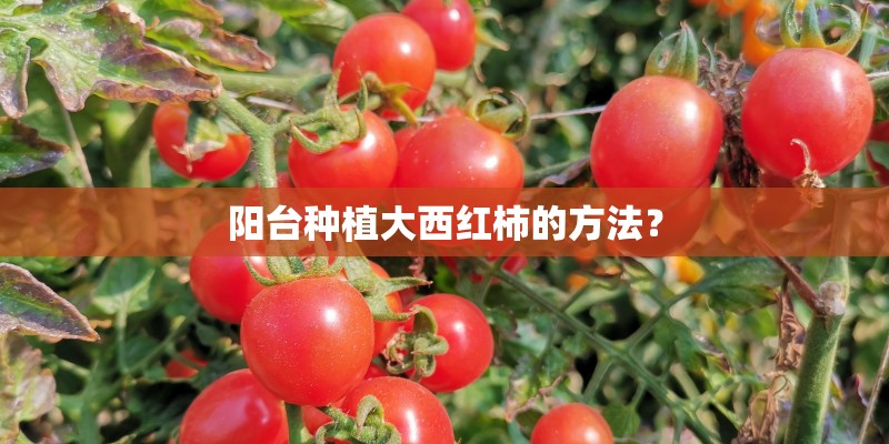 阳台种植大西红柿的方法？