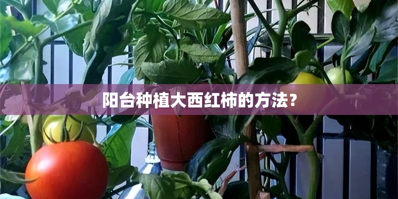 阳台种植大西红柿的方法？