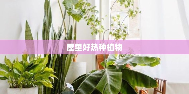 屋里好热种植物