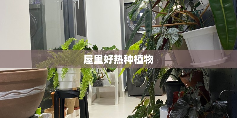 屋里好热种植物