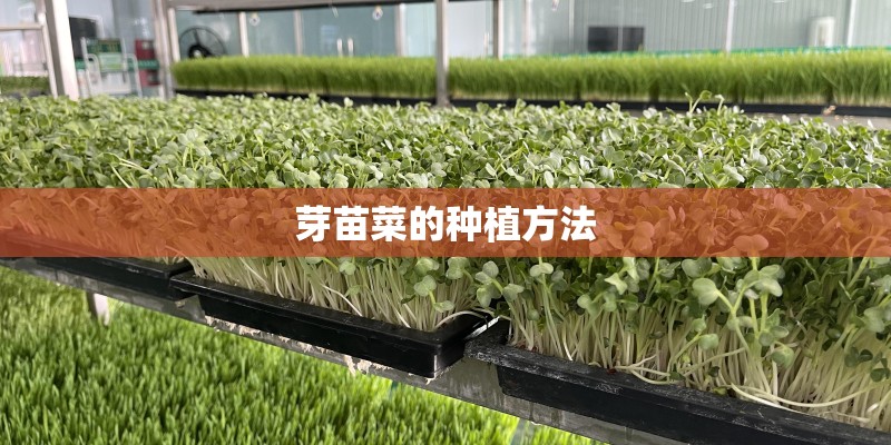芽苗菜的种植方法