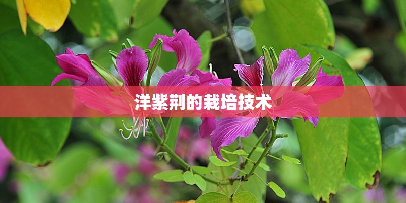 洋紫荆的栽培技术
